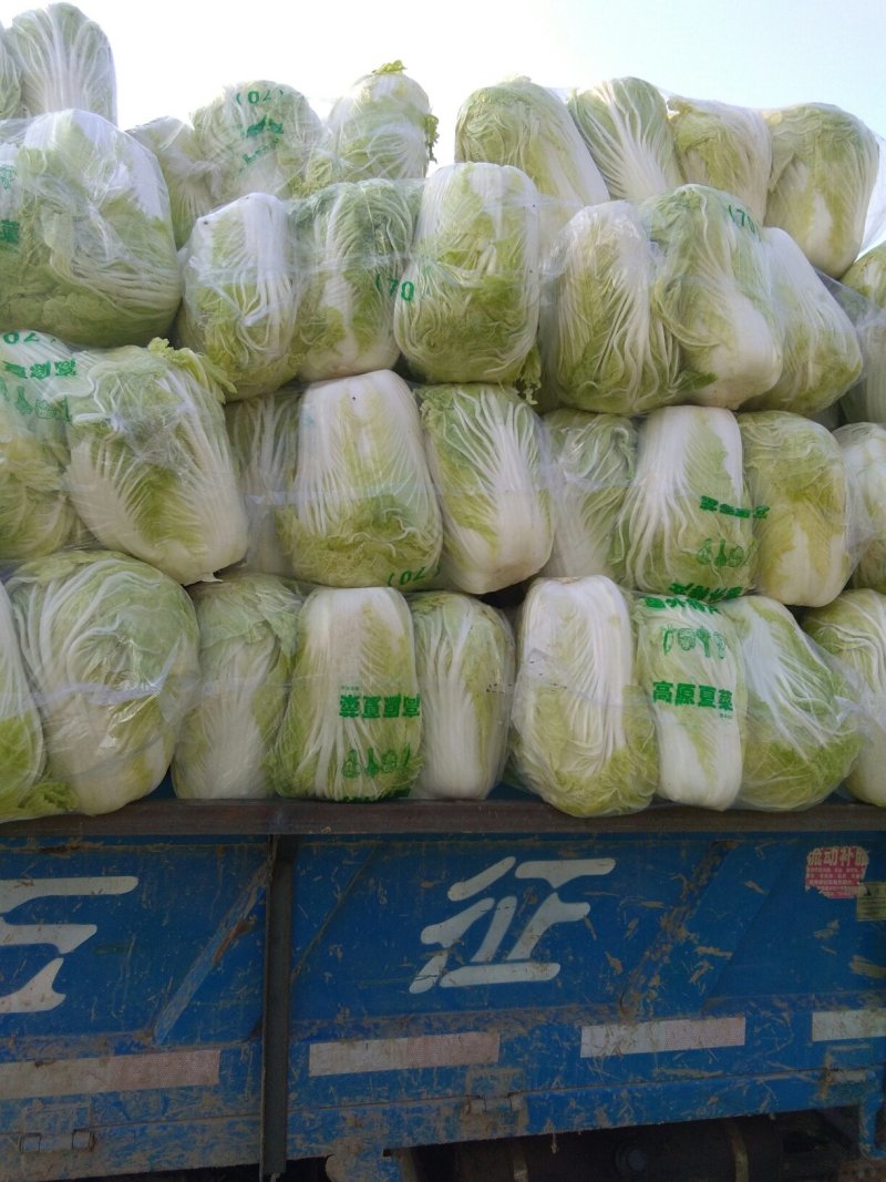 北京青杂三号大白菜，（毛菜）大量供应，货源充足，质量好眼
