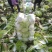 北京青杂三号大白菜，（毛菜）大量供应，货源充足，质量好眼