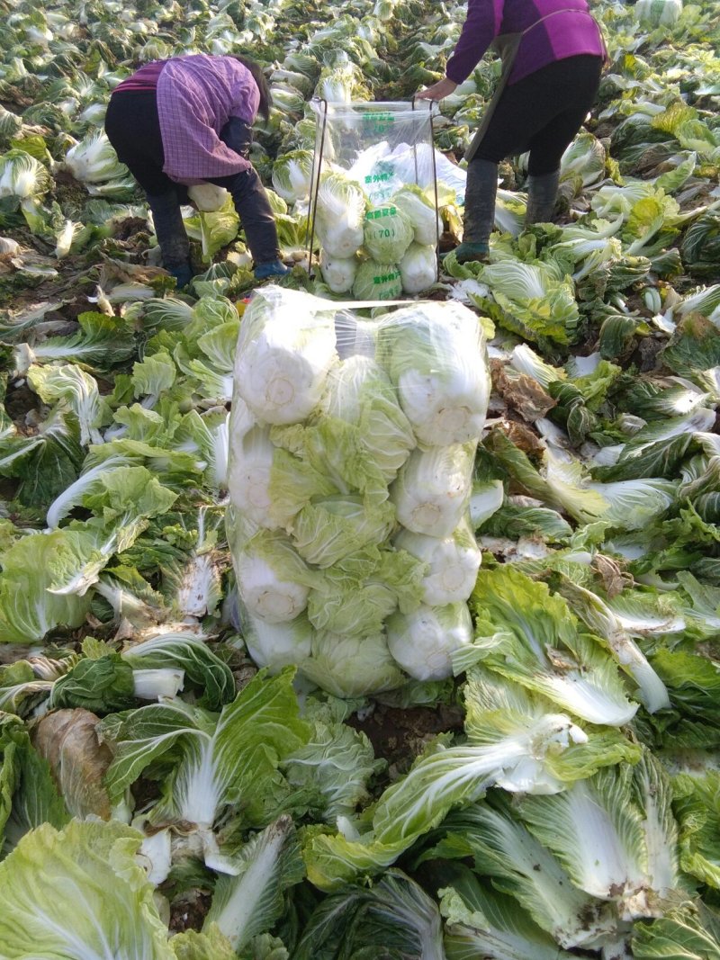 北京青杂三号大白菜，（毛菜）大量供应，货源充足，质量好眼
