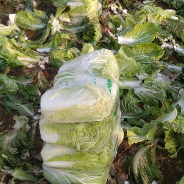 北京青杂三号大白菜，（毛菜）大量供应，货源充足，质量好眼