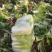 北京青杂三号大白菜，（毛菜）大量供应，货源充足，质量好眼