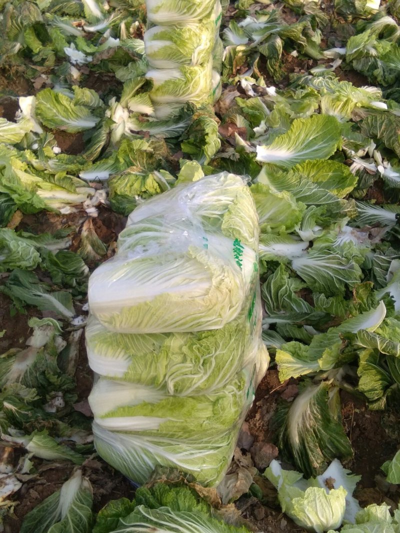 北京青杂三号大白菜，（毛菜）大量供应，货源充足，质量好眼
