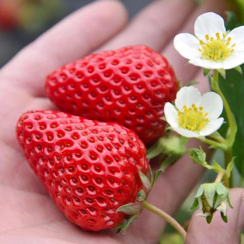 甜宝草莓