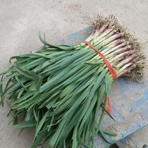 红根蒜苗50~60cm