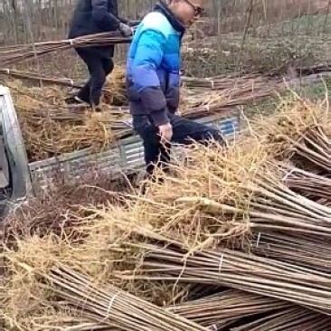 黄柏苗