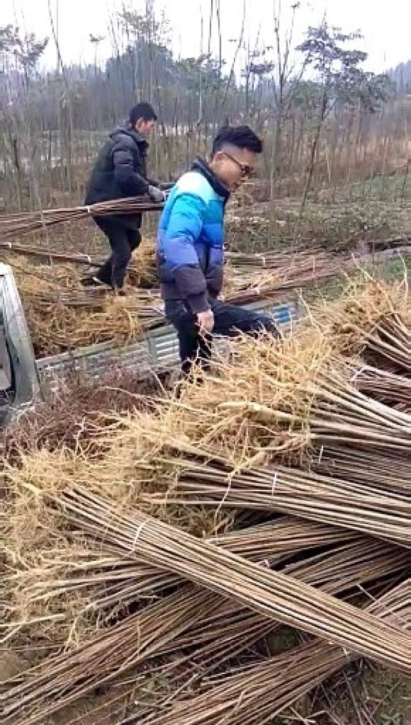 黄柏苗
