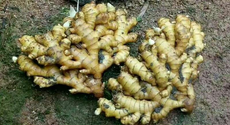 安徽生姜种产地批发大黄姜小黄大量有货全国接单发货