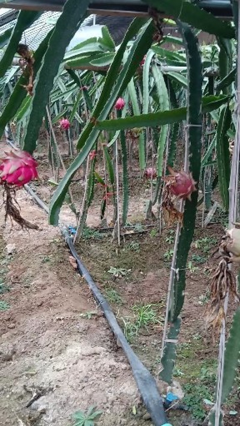 红心火龙果苗北方驯化苗
