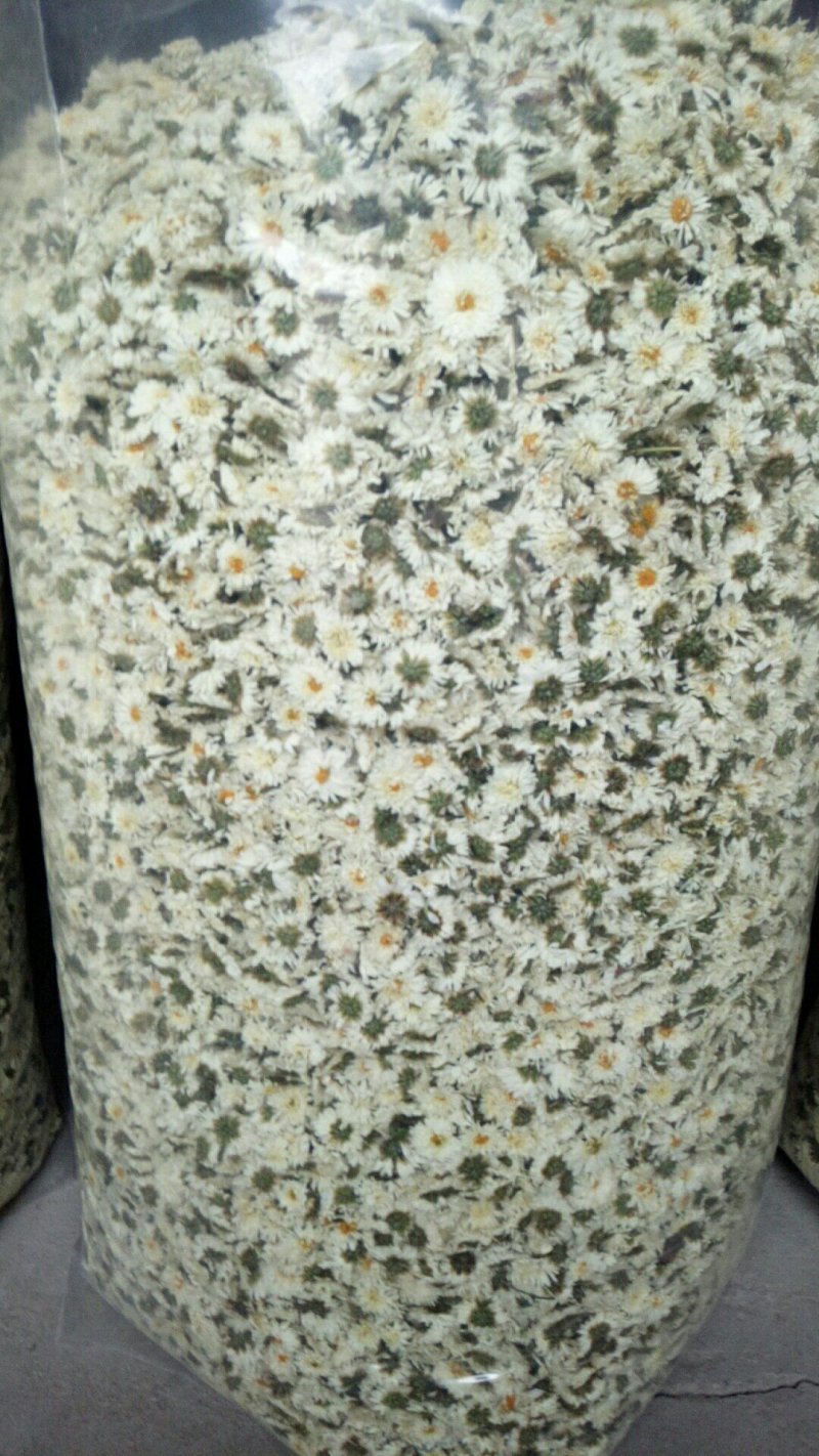 太阳菊