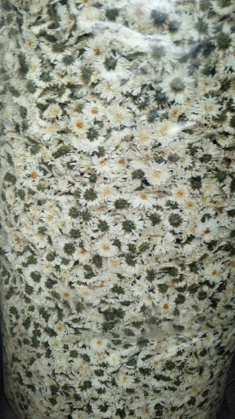 太阳菊