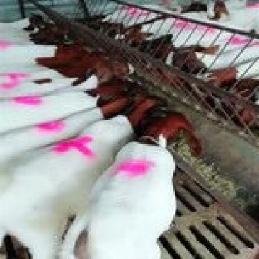 肉羊羊羔30-50斤