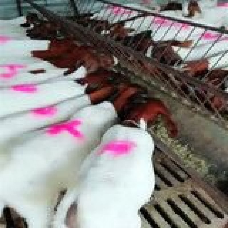 肉羊羊羔30-50斤