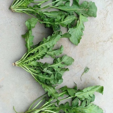 精品荠菜