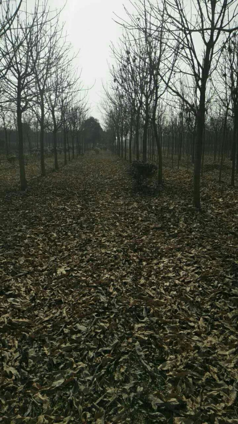 绿化工程用苗七叶树基地供应