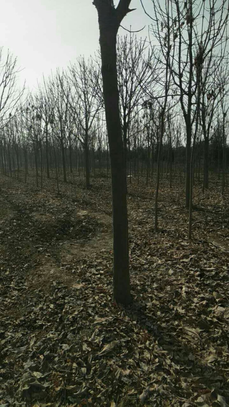 绿化工程用苗七叶树基地供应