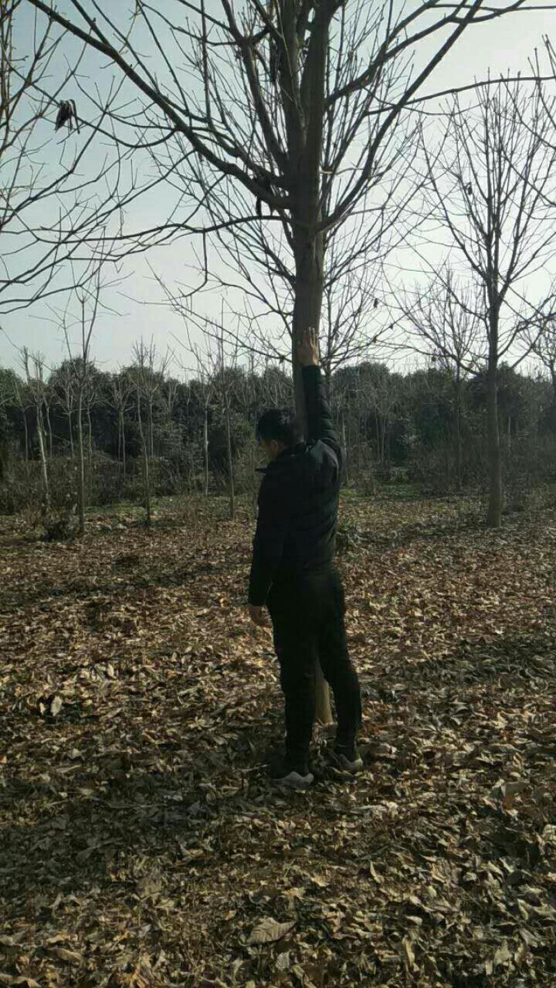 绿化工程用苗七叶树基地供应
