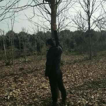 绿化工程用苗七叶树基地供应