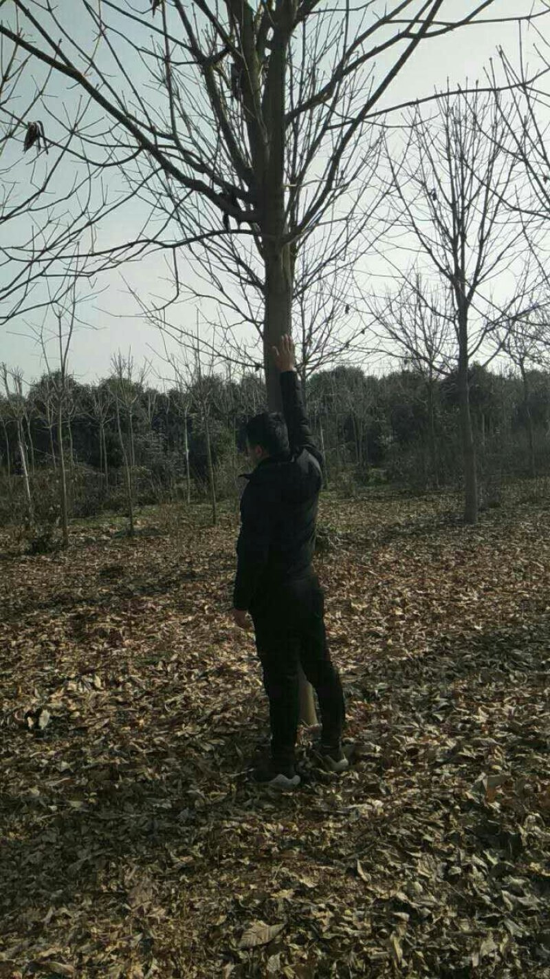 绿化工程用苗七叶树基地供应