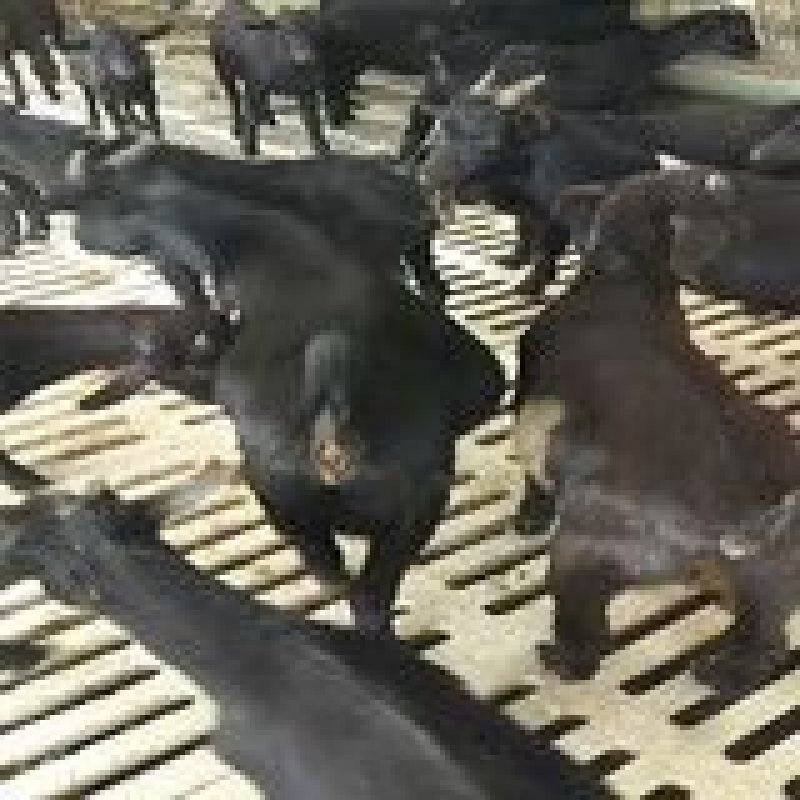 肉羊仔30-50斤