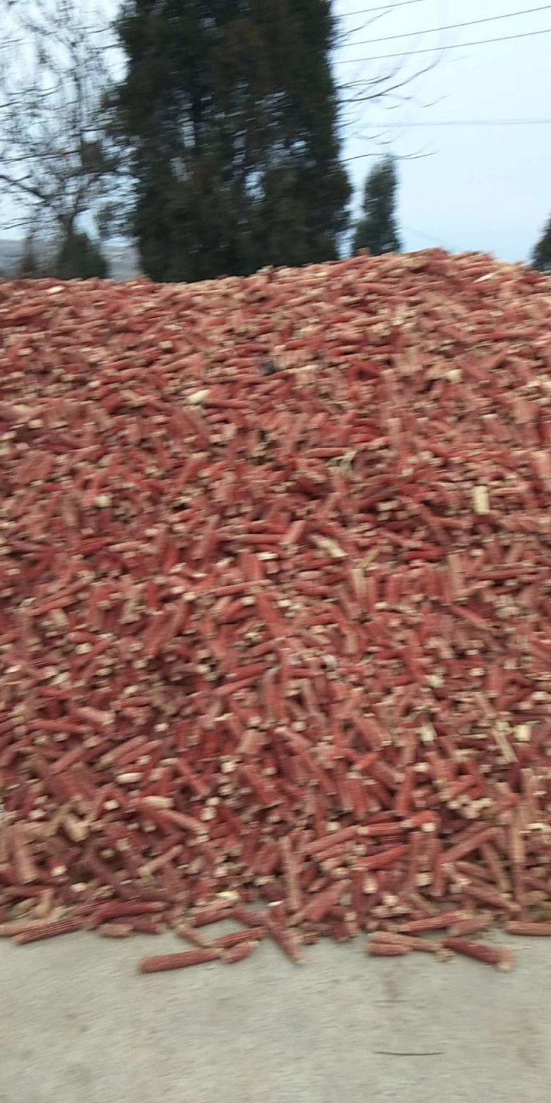 玉米芯