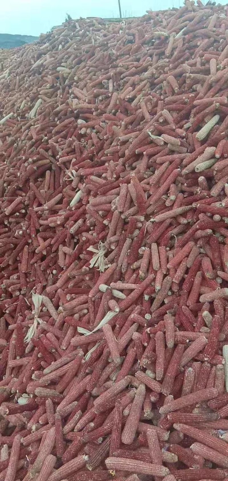 玉米芯