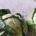 圆包菜，颜色纯绿，甘蓝1～2斤，包的瓷实，