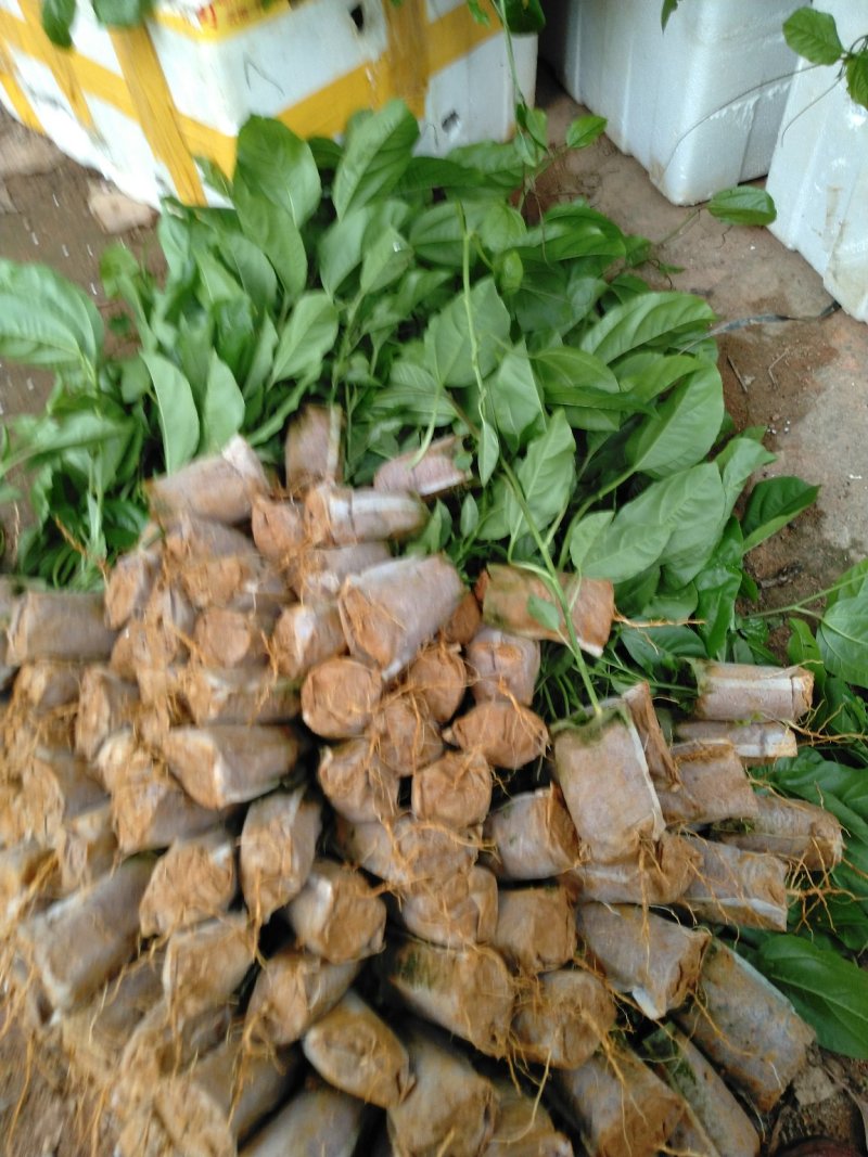 百香果苗，巴乐味百香果苗