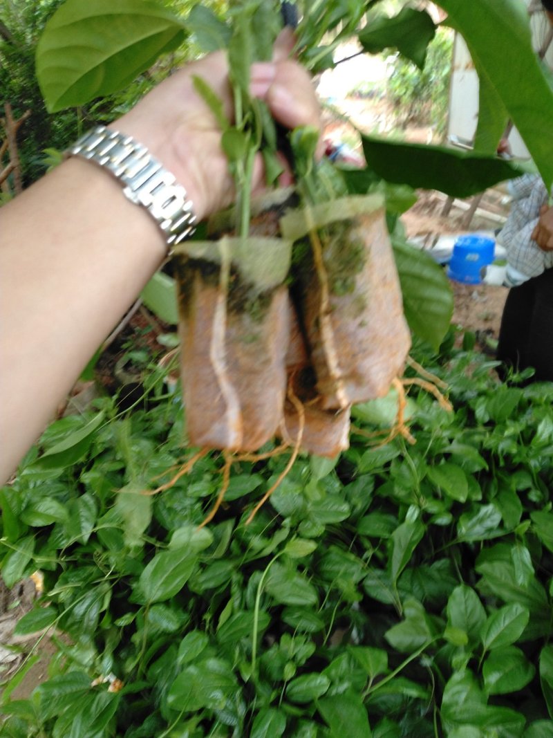 百香果苗，巴乐味百香果苗
