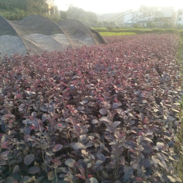 红叶石楠苗