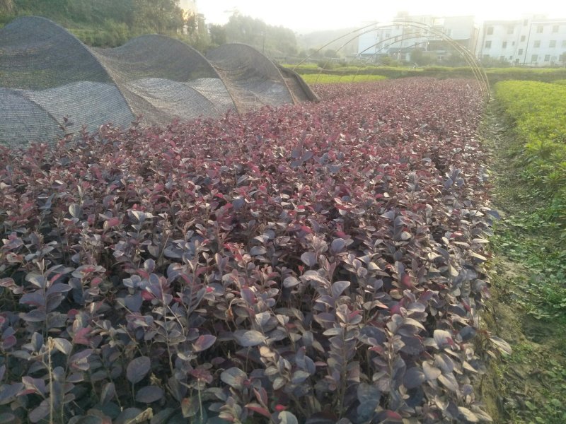 红叶石楠苗