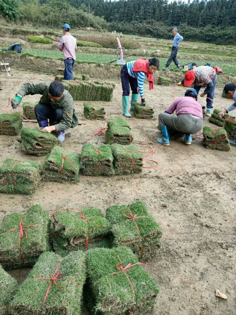 马尼拉草皮