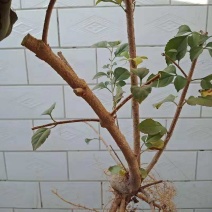 3年生连翘苗药用连翘苗连翘树苗