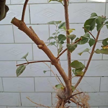 3年生连翘苗药用连翘苗连翘树苗