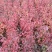 四照花/山荔枝，河南四照花种苗供应
