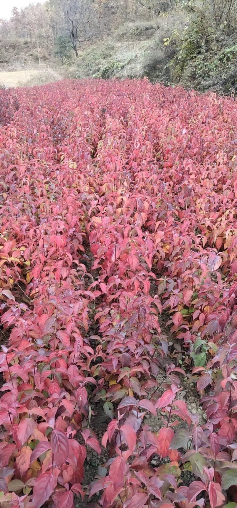 四照花/山荔枝，河南四照花种苗供应