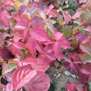 四照花/山荔枝，河南四照花种苗供应