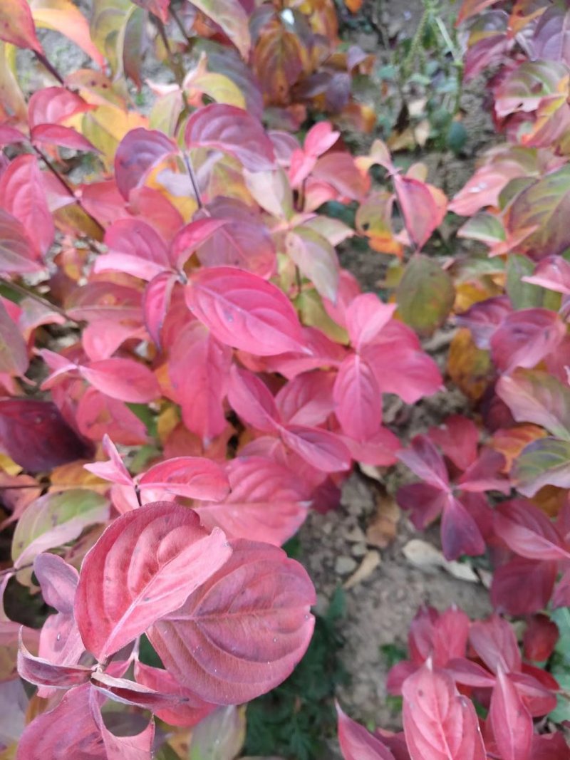 四照花/山荔枝，河南四照花种苗供应