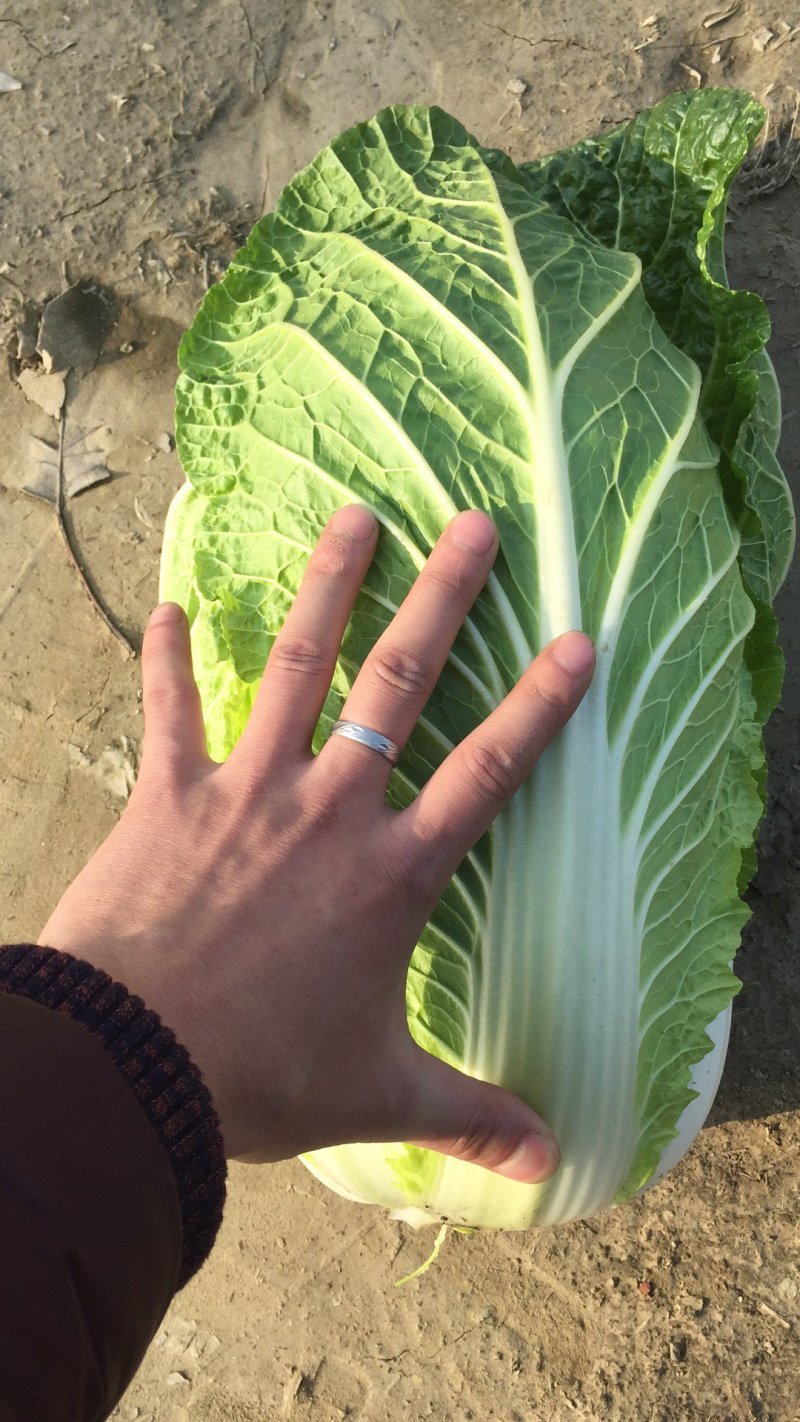 湖北黄心菜，一手货源，品质保证，可供超市，电商，工厂