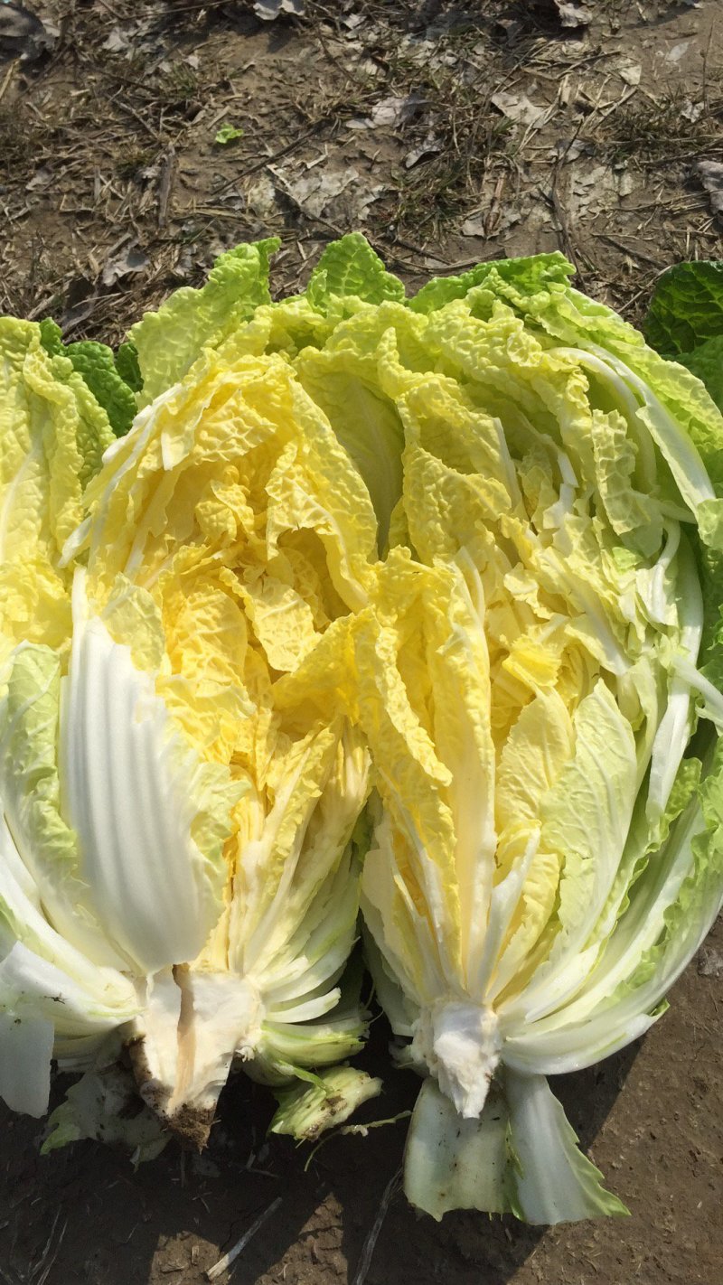 湖北黄心菜，一手货源，品质保证，可供超市，电商，工厂