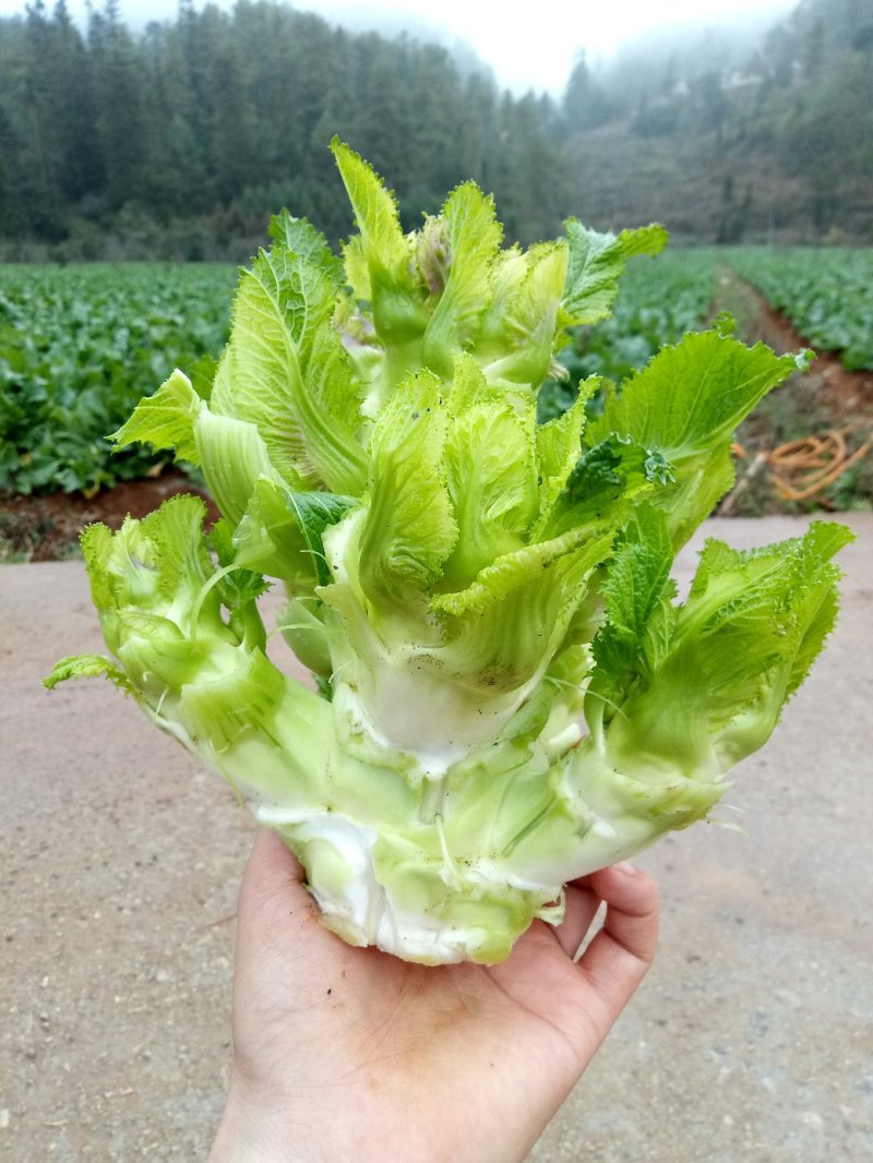 儿菜