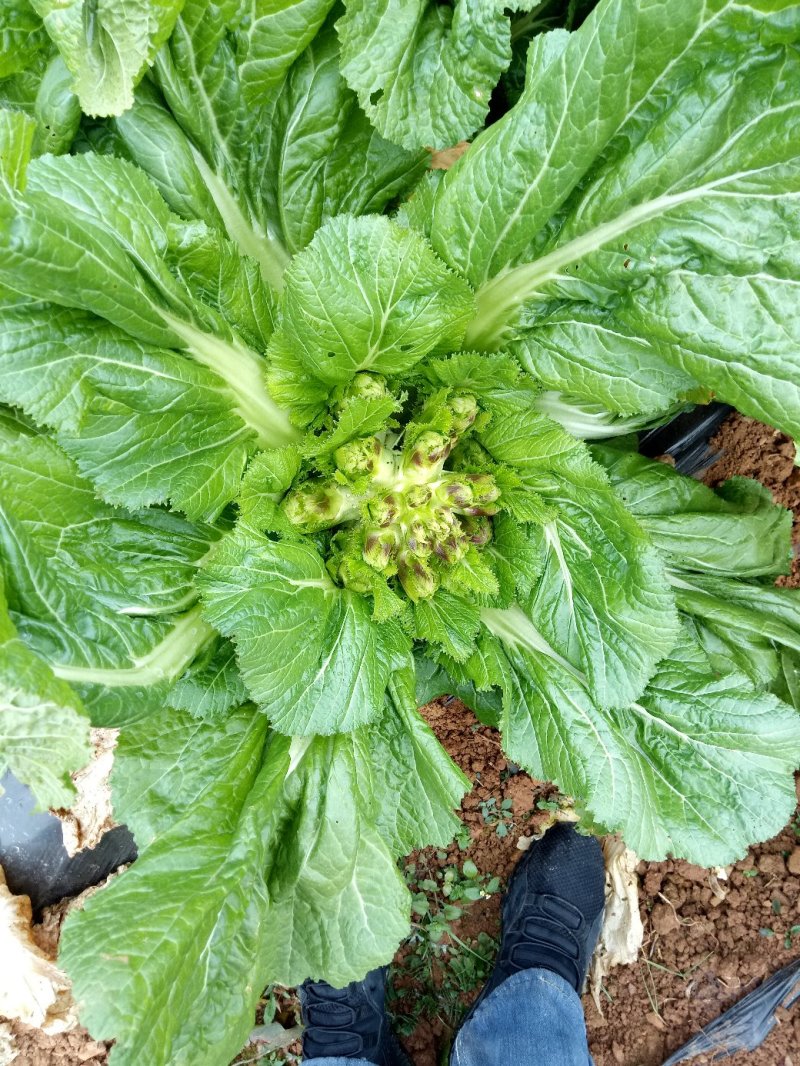 儿菜