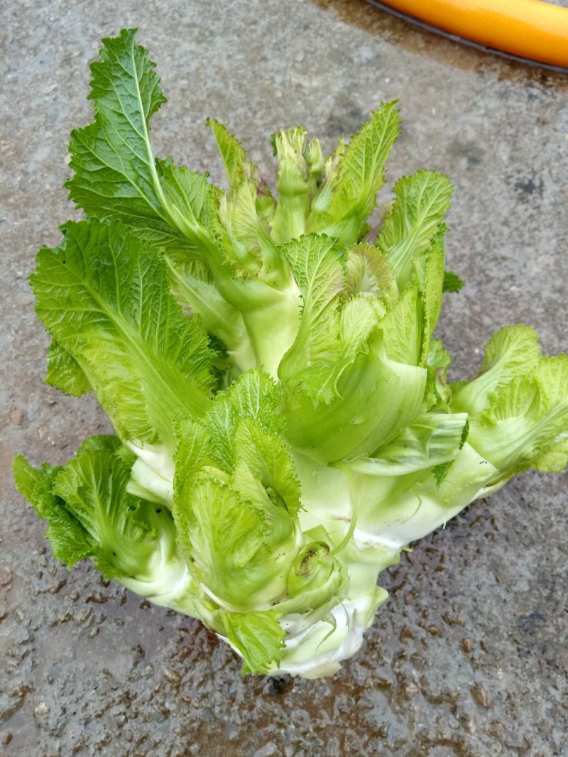 儿菜