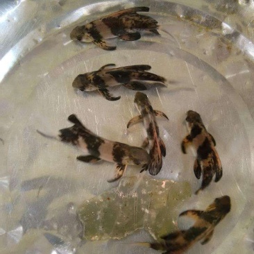 胭脂鱼鱼苗各种规格