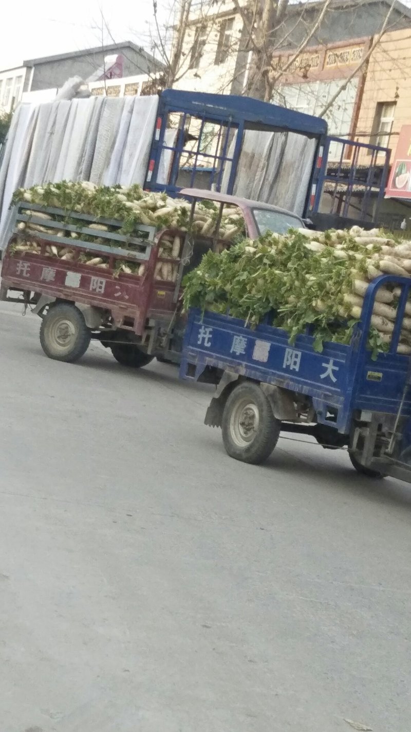 白萝卜