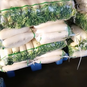 三排包的大萝卜，沙洋有货了