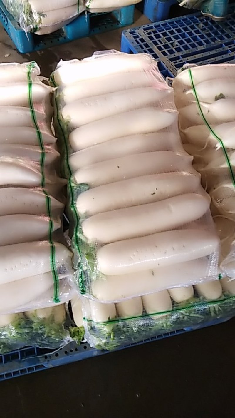 三排包的大萝卜，沙洋有货了