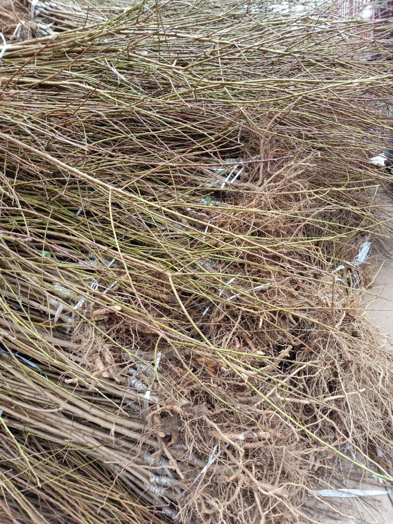 脆红李子树苗产地直供、品质保证现挖现买、