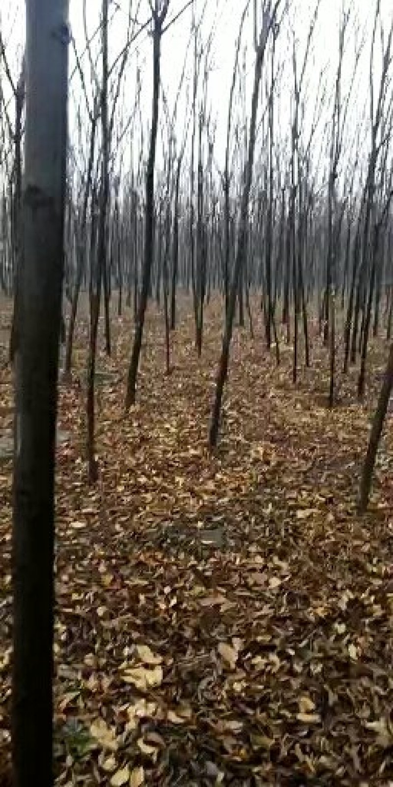 白蜡