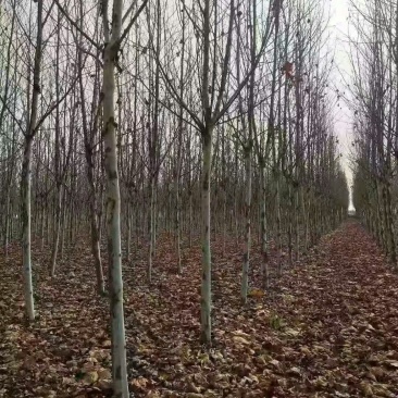 白蜡