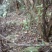 国旗红映山红